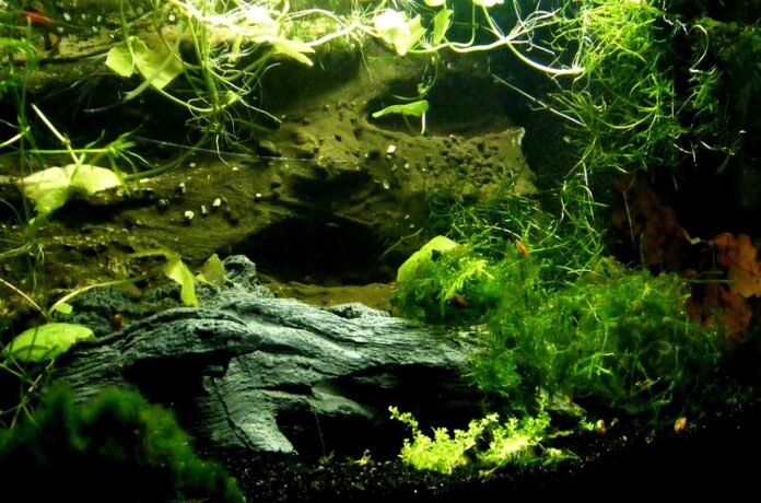 Aquascape