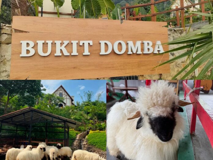 Akhir Pekan Bersama Keluarga di Wisata Bukit Domba Sentul: Serunya Interaksi Langsung dengan Hewan Lucu