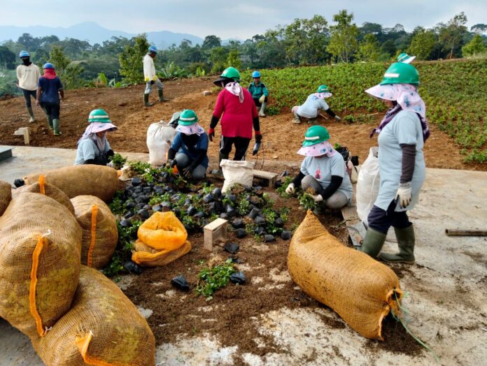 Ekowisata Hijau yang Jadi Tulang Punggung Warga Desa Sukagalih