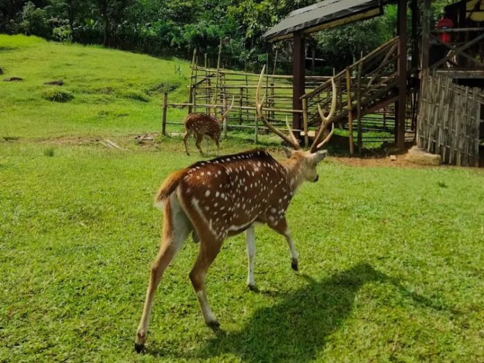 Seru Berinteraksi Langsung dengan Rusa di Penangkaran Rusa Cariu Bogor Seru Banget! Pengalaman Seru Berinteraksi Langsung dengan Rusa di Penangkaran Rusa Cariu Bogor
