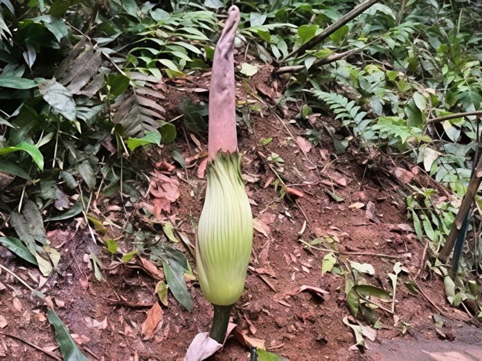 Bunga Bangkai Segera Mekar di Kebun Raya Bogor, Momen Langka yang Ditunggu 12 Tahun