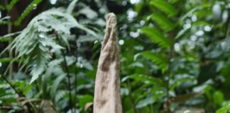 Hanya Mekar Beberapa Hari, Momen Langka Bunga Bangkai Raksasa di Bogor bunga bangkai raksasa Bogor