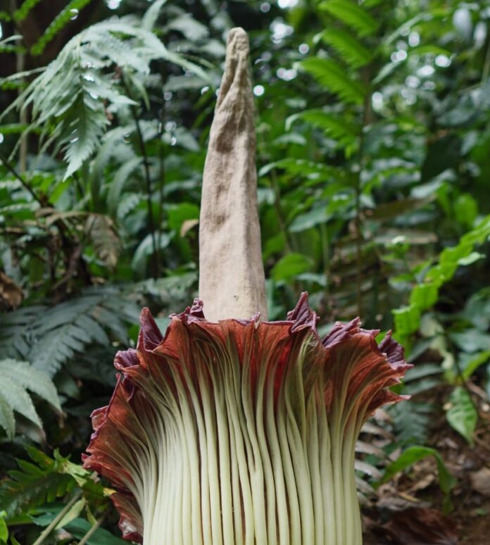 bunga bangkai raksasa Bogor