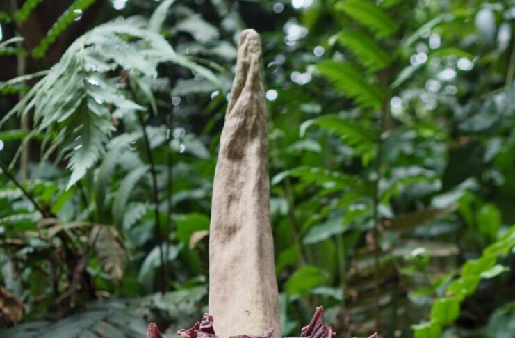 Hanya Mekar Beberapa Hari, Momen Langka Bunga Bangkai Raksasa di Bogor bunga bangkai raksasa Bogor
