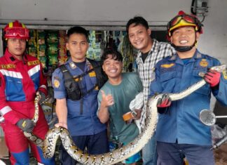 Damkar Ciawi Evakuasi Ular Sanca 3 Meter di Toko Banjarwaru, Situasi Berhasil Dikendalikan Damkar Ciawi Evakuasi Ular Sanca 3 Meter di Toko Banjarwaru, Situasi Berhasil Dikendalikan