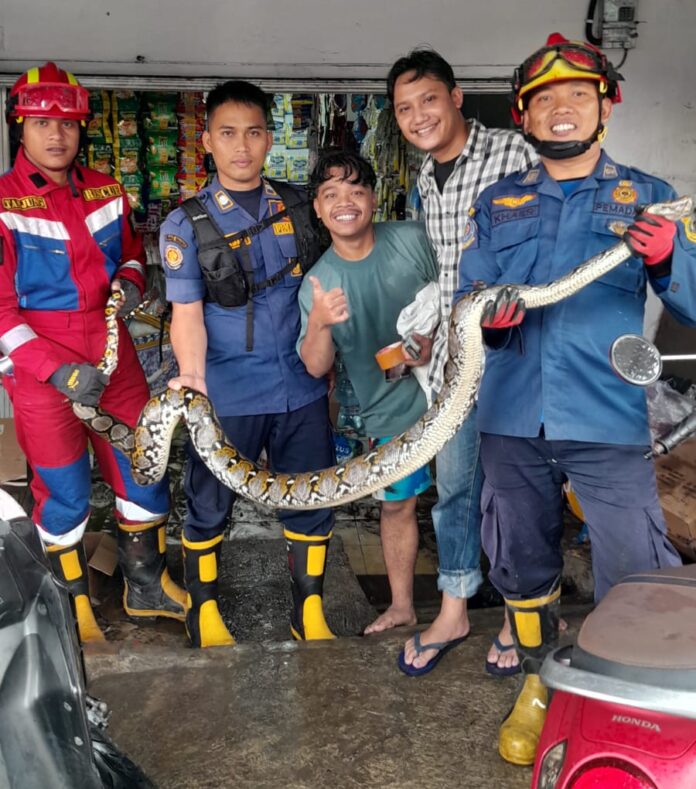Damkar Ciawi Evakuasi Ular Sanca 3 Meter di Toko Banjarwaru, Situasi Berhasil Dikendalikan Damkar Ciawi Evakuasi Ular Sanca 3 Meter di Toko Banjarwaru, Situasi Berhasil Dikendalikan