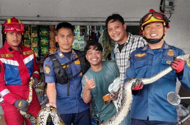 Damkar Ciawi Evakuasi Ular Sanca 3 Meter di Toko Banjarwaru, Situasi Berhasil Dikendalikan Damkar Ciawi Evakuasi Ular Sanca 3 Meter di Toko Banjarwaru, Situasi Berhasil Dikendalikan