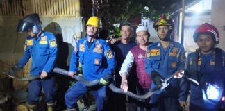 Damkar Evakuasi Ular King Kobra Raksasa dari Permukiman Warga di Ciseeng Bogor Damkar Evakuasi Ular King Kobra Raksasa dari Permukiman Warga di Ciseeng Bogor