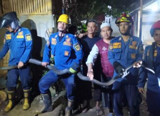 Damkar Evakuasi Ular King Kobra Raksasa dari Permukiman Warga di Ciseeng Bogor Damkar Evakuasi Ular King Kobra Raksasa dari Permukiman Warga di Ciseeng Bogor