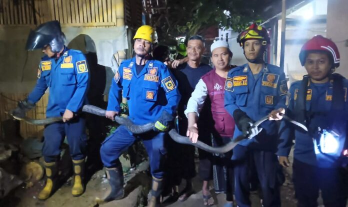 Damkar Evakuasi Ular King Kobra Raksasa dari Permukiman Warga di Ciseeng Bogor