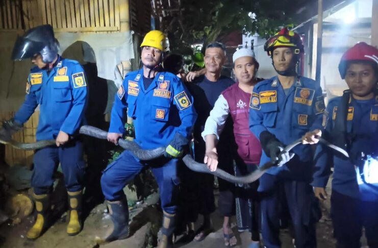 Damkar Evakuasi Ular King Kobra Raksasa dari Permukiman Warga di Ciseeng Bogor Damkar Evakuasi Ular King Kobra Raksasa dari Permukiman Warga di Ciseeng Bogor