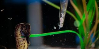 Tur Eksklusif di Singapore Oceanarium, Pengunjung Bisa Lihat Kuda Laut dari Dekat Tur Eksklusif di Singapore Oceanarium, Pengunjung Bisa Lihat Kuda Laut dari Dekat