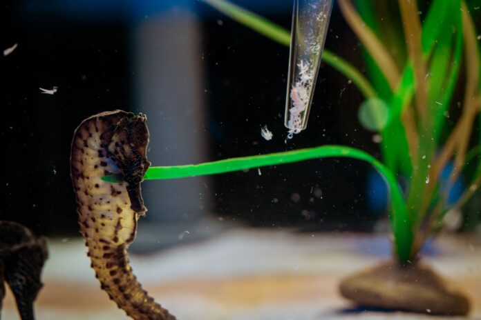 Tur Eksklusif di Singapore Oceanarium, Pengunjung Bisa Lihat Kuda Laut dari Dekat Tur Eksklusif di Singapore Oceanarium, Pengunjung Bisa Lihat Kuda Laut dari Dekat