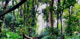 Hutan CIFOR, Destinasi Eduwisata di Bogor dengan Peran Penting untuk Lingkungan Hutan CIFOR, Destinasi Eduwisata di Bogor dengan Peran Penting untuk Lingkungan