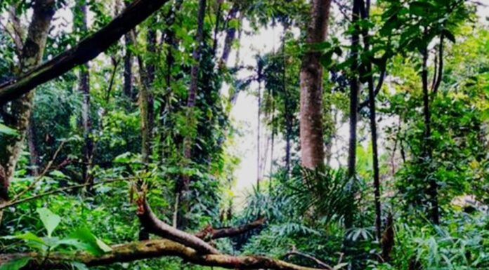 Hutan CIFOR, Destinasi Eduwisata di Bogor dengan Peran Penting untuk Lingkungan Hutan CIFOR, Destinasi Eduwisata di Bogor dengan Peran Penting untuk Lingkungan