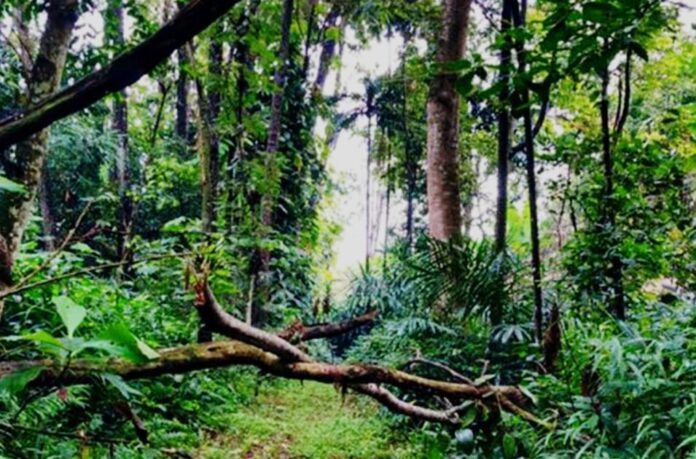 Hutan CIFOR, Destinasi Eduwisata di Bogor dengan Peran Penting untuk Lingkungan Hutan CIFOR, Destinasi Eduwisata di Bogor dengan Peran Penting untuk Lingkungan
