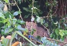 Dramatis, Macan Tutul Masuk Rumah Warga di Cisarua dan Terjebak Jeratan Dramatis, Macan Tutul Masuk Rumah Warga di Cisarua dan Terjebak Jeratan