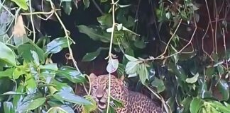 Dramatis, Macan Tutul Masuk Rumah Warga di Cisarua dan Terjebak Jeratan Dramatis, Macan Tutul Masuk Rumah Warga di Cisarua dan Terjebak Jeratan