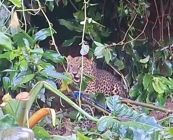 Dramatis, Macan Tutul Masuk Rumah Warga di Cisarua dan Terjebak Jeratan Dramatis, Macan Tutul Masuk Rumah Warga di Cisarua dan Terjebak Jeratan