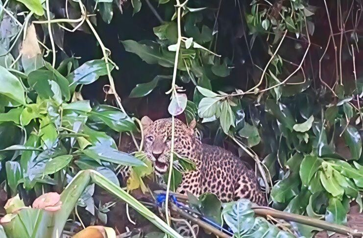 Dramatis, Macan Tutul Masuk Rumah Warga di Cisarua dan Terjebak Jeratan Dramatis, Macan Tutul Masuk Rumah Warga di Cisarua dan Terjebak Jeratan