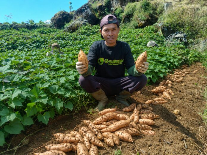 Diburu Pecinta Kuliner, Ubi Keju Viral AEON Ternyata Gunakan Pasokan dari GAUTAMA Diburu Pecinta Kuliner, Ubi Keju Viral AEON Ternyata Gunakan Pasokan dari GAUTAMA