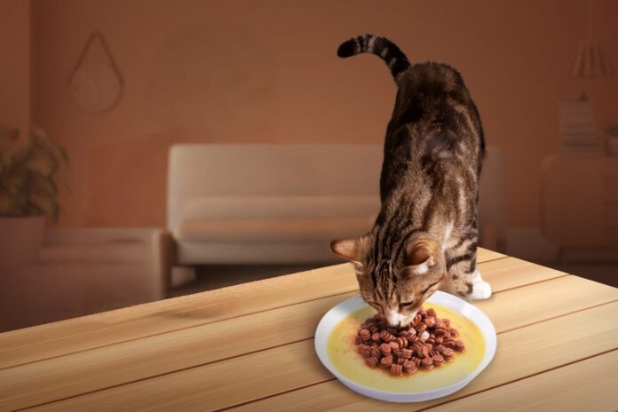 Makanan Kucing Premium Bio Cat Bantu Tingkatkan Nafsu Makan Anabul