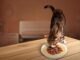 Makanan Kucing Premium Bio Cat Bantu Tingkatkan Nafsu Makan Anabul Makanan Kucing Premium Bio Cat Bantu Tingkatkan Nafsu Makan Anabul