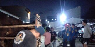 Sapi Kurban Lepas dan Bikin Panik Warga Tajur Halang, Tim Rescue Damkar Bergerak Cepat Sapi Kurban Lepas dan Bikin Panik Warga Tajur Halang, Tim Rescue Damkar Bergerak Cepat