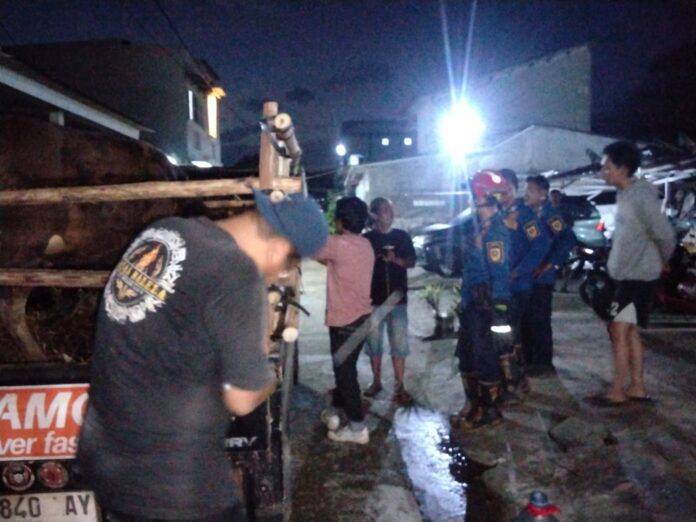 Sapi Kurban Lepas dan Bikin Panik Warga Tajur Halang, Tim Rescue Damkar Bergerak Cepat