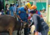 Sapi Kurban Lepas dan Mengamuk di Cibinong, Damkar Kabupaten Bogor Lakukan Evakuasi Sapi Kurban Lepas dan Mengamuk di Cibinong, Damkar Kabupaten Bogor Lakukan Evakuasi