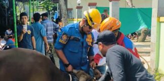 Sapi Kurban Lepas dan Mengamuk di Cibinong, Damkar Kabupaten Bogor Lakukan Evakuasi Sapi Kurban Lepas dan Mengamuk di Cibinong, Damkar Kabupaten Bogor Lakukan Evakuasi