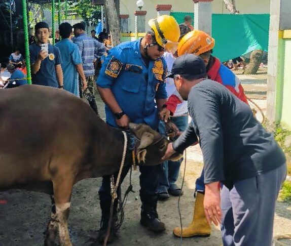 Sapi Kurban Lepas dan Mengamuk di Cibinong, Damkar Kabupaten Bogor Lakukan Evakuasi Sapi Kurban Lepas dan Mengamuk di Cibinong, Damkar Kabupaten Bogor Lakukan Evakuasi