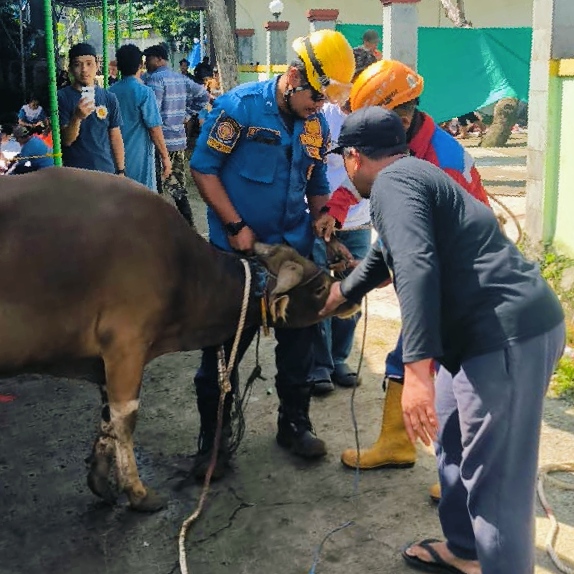 Sapi Kurban Lepas dan Mengamuk di Cibinong, Damkar Kabupaten Bogor Lakukan Evakuasi Sapi Kurban Lepas dan Mengamuk di Cibinong, Damkar Kabupaten Bogor Lakukan Evakuasi