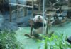 Baby Rio, Panda Pertama Lahir di Indonesia, Jadi Kebanggaan Kabupaten Bogor Baby Rio, Panda Pertama Lahir di Indonesia, Jadi Kebanggaan Kabupaten Bogor