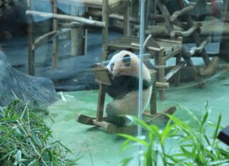 Baby Rio, Panda Pertama Lahir di Indonesia, Jadi Kebanggaan Kabupaten Bogor Baby Rio, Panda Pertama Lahir di Indonesia, Jadi Kebanggaan Kabupaten Bogor