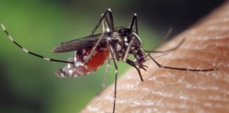 Kemenkes Perkuat Pengendalian Dengue, Fase Kritis Jadi Sorotan Utama Kemenkes Perkuat Pengendalian Dengue, Fase Kritis Jadi Sorotan Utama