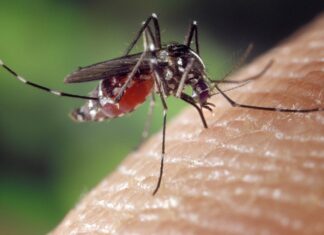 Kemenkes Perkuat Pengendalian Dengue, Fase Kritis Jadi Sorotan Utama Kemenkes Perkuat Pengendalian Dengue, Fase Kritis Jadi Sorotan Utama