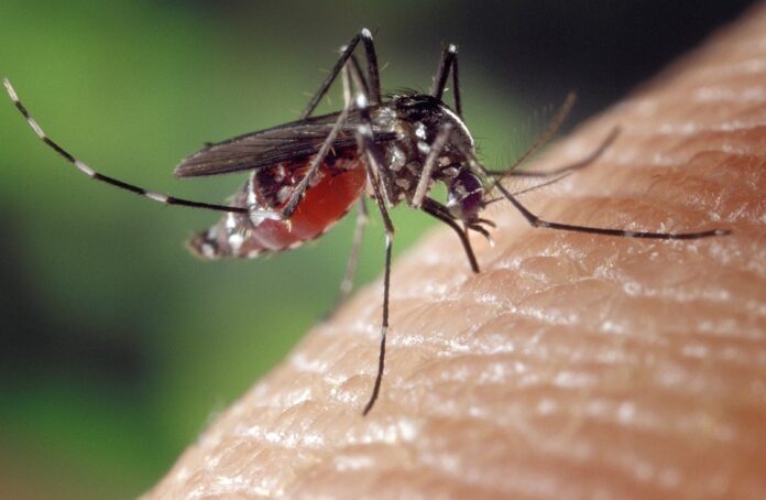 Kemenkes Perkuat Pengendalian Dengue, Fase Kritis Jadi Sorotan Utama