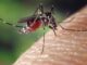Kemenkes Perkuat Pengendalian Dengue, Fase Kritis Jadi Sorotan Utama Kemenkes Perkuat Pengendalian Dengue, Fase Kritis Jadi Sorotan Utama