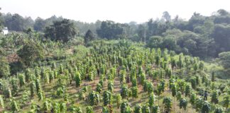 Pemkab Bogor Perkuat Ruang Hijau, Lebih dari 45 Ribu Pohon Tumbuh di 40 Kecamatan Pemkab Bogor Perkuat Ruang Hijau, Lebih dari 45 Ribu Pohon Tumbuh di 40 Kecamatan