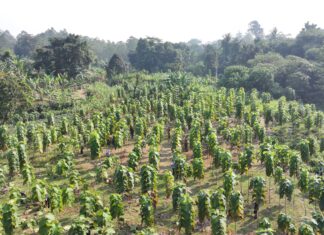 Pemkab Bogor Perkuat Ruang Hijau, Lebih dari 45 Ribu Pohon Tumbuh di 40 Kecamatan Pemkab Bogor Perkuat Ruang Hijau, Lebih dari 45 Ribu Pohon Tumbuh di 40 Kecamatan
