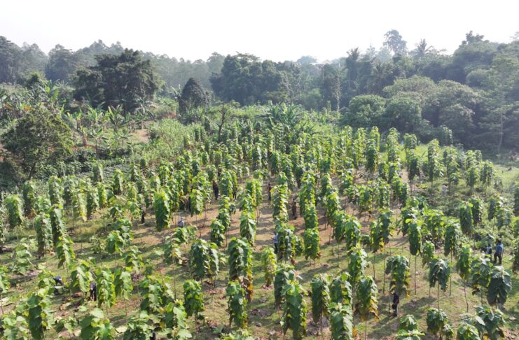 Pemkab Bogor Perkuat Ruang Hijau, Lebih dari 45 Ribu Pohon Tumbuh di 40 Kecamatan Pemkab Bogor Perkuat Ruang Hijau, Lebih dari 45 Ribu Pohon Tumbuh di 40 Kecamatan