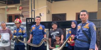 Evakuasi Ular di Rumah Warga Bojong Gede Berlangsung Aman Berkat Kesigapan Tim Rescue Damkar Evakuasi Ular di Rumah Warga Bojong Gede Berlangsung Aman Berkat Kesigapan Tim Rescue Damkar