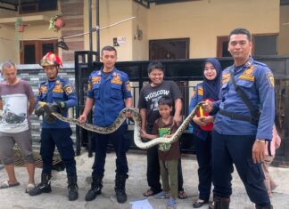 Evakuasi Ular di Rumah Warga Bojong Gede Berlangsung Aman Berkat Kesigapan Tim Rescue Damkar Evakuasi Ular di Rumah Warga Bojong Gede Berlangsung Aman Berkat Kesigapan Tim Rescue Damkar