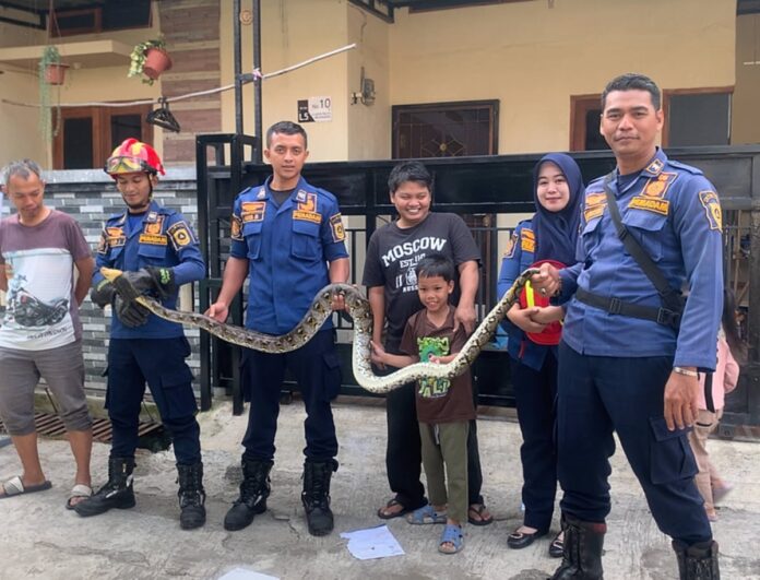 Evakuasi Ular di Rumah Warga Bojong Gede Berlangsung Aman Berkat Kesigapan Tim Rescue Damkar
