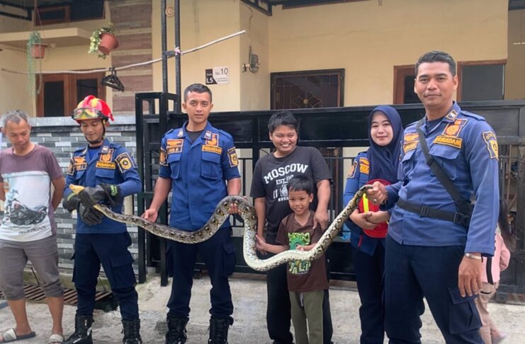 Evakuasi Ular di Rumah Warga Bojong Gede Berlangsung Aman Berkat Kesigapan Tim Rescue Damkar Evakuasi Ular di Rumah Warga Bojong Gede Berlangsung Aman Berkat Kesigapan Tim Rescue Damkar