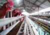 Harga Ayam dan Telur Peternak Naik, Program MBG Dorong Stabilitas Pangan Harga Ayam dan Telur di Tingkat Peternak Mulai Naik, Program MBG Dinilai Jadi Pendorong Utama