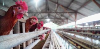 Harga Ayam dan Telur Peternak Naik, Program MBG Dorong Stabilitas Pangan Harga Ayam dan Telur di Tingkat Peternak Mulai Naik, Program MBG Dinilai Jadi Pendorong Utama