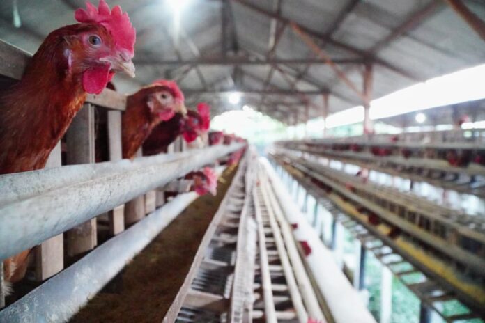 Harga Ayam dan Telur di Tingkat Peternak Mulai Naik, Program MBG Dinilai Jadi Pendorong Utama Harga Ayam dan Telur di Tingkat Peternak Mulai Naik, Program MBG Dinilai Jadi Pendorong Utama