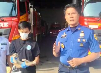 Damkar Kabupaten Bogor Evakuasi Kukang Jawa yang Masuk Permukiman Warga di Tanjungsari Damkar Kabupaten Bogor Evakuasi Kukang Jawa yang Masuk Permukiman Warga di Tanjungsari